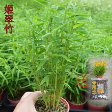 日本姬翠竹买一送一包邮盆载花卉植物室内小植物姬翠竹好养易活