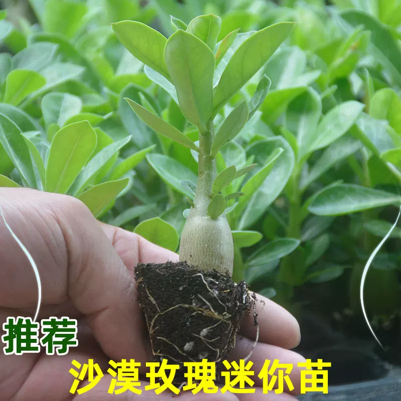 沙漠玫瑰盆栽花卉植物多肉仙人球仙人掌沙生植物基地批发产地直发