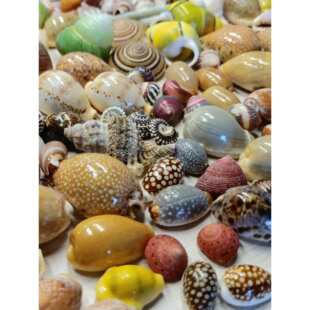 ����100�N ��Ȼؐ������ �ֹ�diy�����b�  С����ؐ�����l