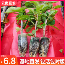 云南直发重瓣三角梅花苗耐寒爬藤植物四季开花易活花卉阳台盆栽