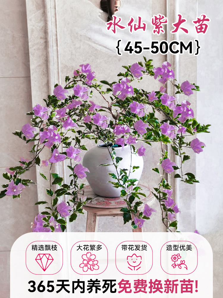 [선택된 떠다니는 가지] 수선화 보라색 모종 45-50cm [아름다운 모양] (꽃이 있는 원래 화분)