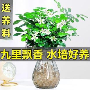 Hydroponic Jiu Li Xiang Flower Potted Green Plant with Strong Fragrance, Four-Season Flower, Mosquito Repellent and Insect Repellent Plant, Indoor Balcony to Purify the Air
