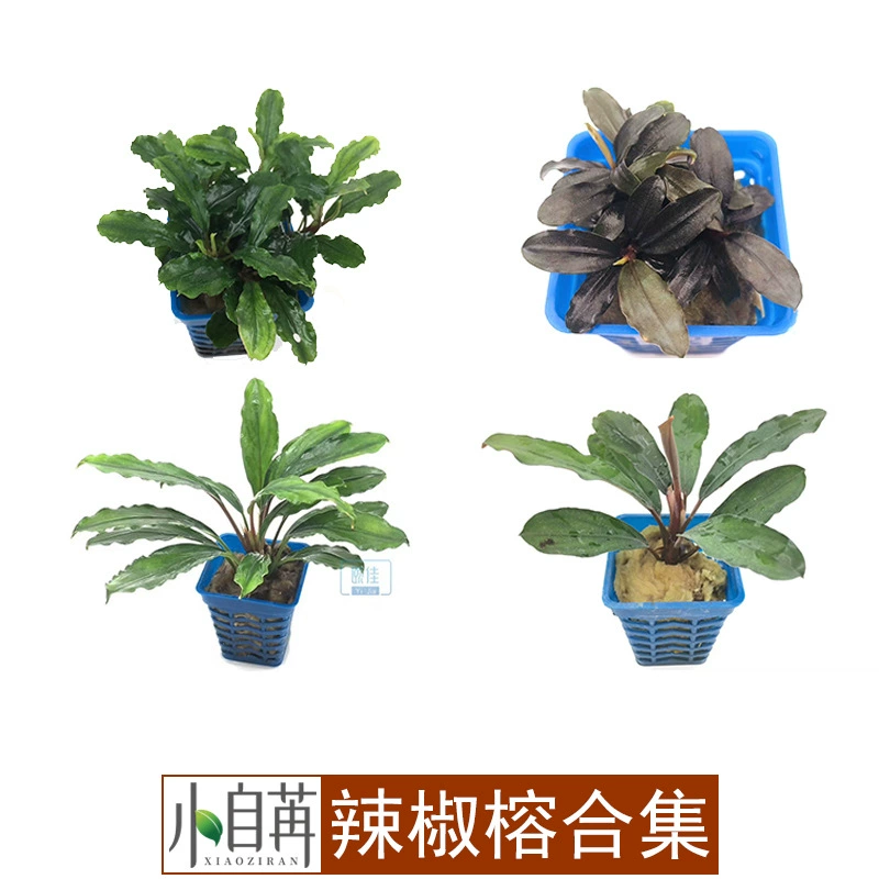 Чили Фикус Аква Живя Реальный Аква Смурф Домовой Мини-Призрак Гастроном Красный Пачка