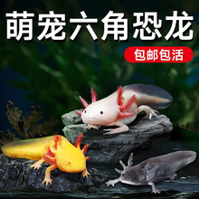 六角恐龙鱼冷水鱼蝾螈水族宠物活体六角龙淡水观赏网红鱼好养易活