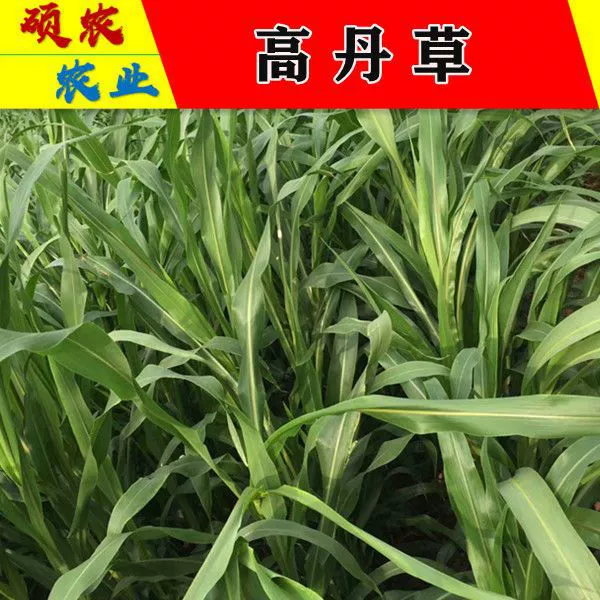 Gaodan семеноводство крупного рогатого скота, овец, рыб, креветок, крабов, домашнего скота, птицы и водных продуктов импортные гибридные Суданские травы, пастбища семян трав способных PACESETTER