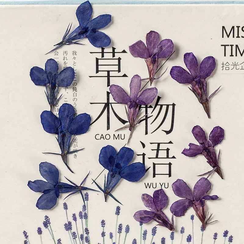 Baxili настоящий цветок образец растения обучение DIY Ручной Работы Фоторамка Закладка Чехол для мобильного телефона обернутый цветок картина сушеный цветок материал сумки