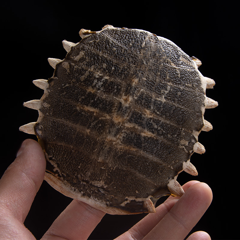 Whole Turtle Shell Bie Jia 鳖甲 Dried Chinese Herbal Material for Decoction or Grinding 1 Piece 11-12 cm overview