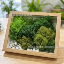 永生驯鹿苔藓 干花DIY造景微景观、生态瓶、玻璃盆栽、盆景铺面