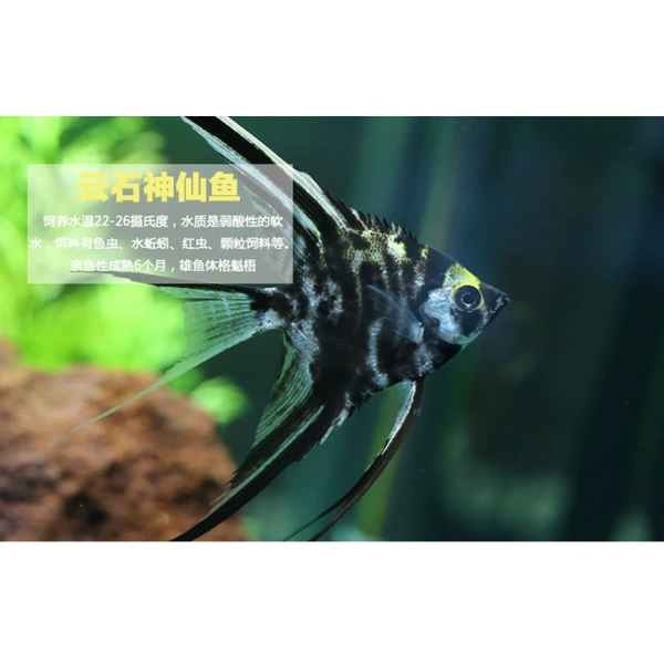 Meteorite Fairy 3-4cm