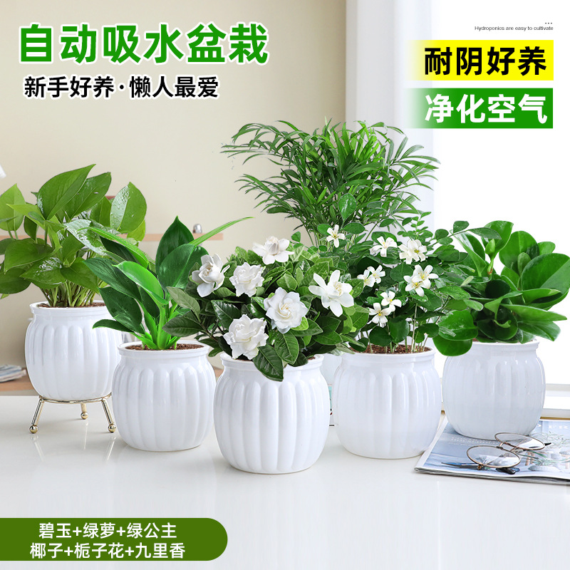 [선택한 녹색 식물과 꽃 화분 6개] 품종 비고