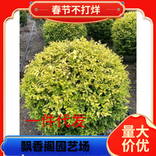 һ�����l���~Ůؑ��ͥԺ�e���G���������ļ������ͺ����B�׻��