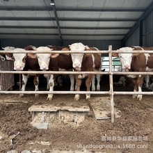 改良西门塔尔肉牛犊牛苗 肉牛养殖农村养殖肉牛鲁西黄牛价格