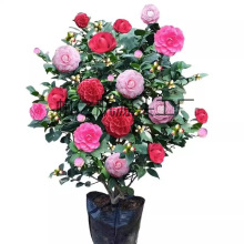 ɽ軨ɫ൤ԻܾGֲõ廨BļN_̨ͺ