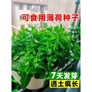 ���ɷN���ӿ�ʳ�ñ��������ļ��̨�Nֲ���߲˷N�������ݻ��N��