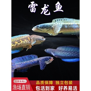 �ò������~���w�~��t��ʯ�{��ʯ�����������{�üt�Ꭷ�����^�p�~