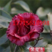 ��ħ���軨�� ����ԭ������������ ͥԺ�Nֲ �G��ֲ�� ���Բ軨��