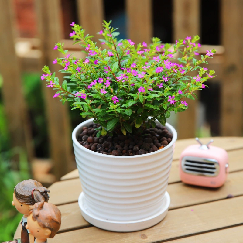 Гипсофила Горшечное растение с бутоном настоящий цветок с цветком маленькое Горшечное цветочное растение рассада крытый балкон Цветение Four Seasons