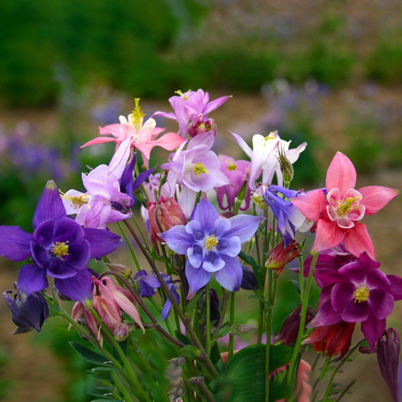 Semillas de flores, semillas de flores.