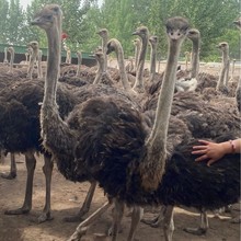 �����r�B���wС�r�B����������һ�����޷N�r�B�����r�B����ֳ���B