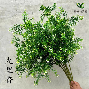 ���滨�G�~�ٲ�ɭϵ�Gֲ�Gɫֲ���쾰�҃��bݾ�����Gֲ�����~