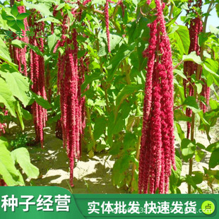 �M�������{�N�����ݺ�ǧ��ȸߵ���ι�u���Z�iţ������{���Ѳ���