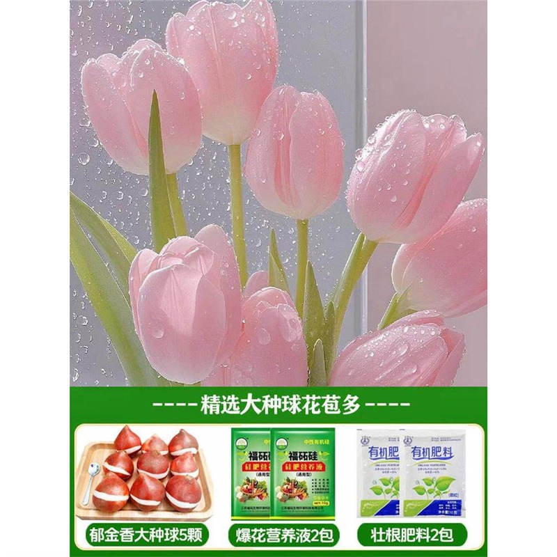 A7 monroe tulip 3 big bulbs + nutrient solution + fertilizer
