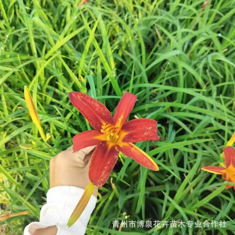 Саженцы лилий Dayflower, многолетние золотистые кукольные цветы для дворов, общественных и дорожных проектов по озеленению.