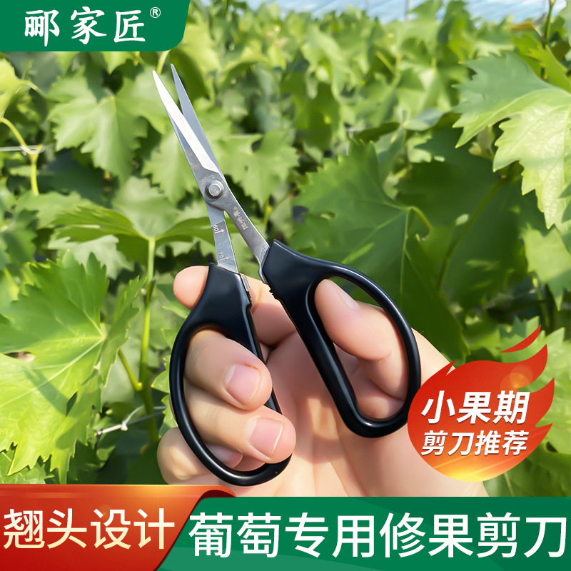 倒边款葡萄蔬果剪阳光玫瑰蔬花剪番茄蔬果剪多肉剪刀汪吾铨