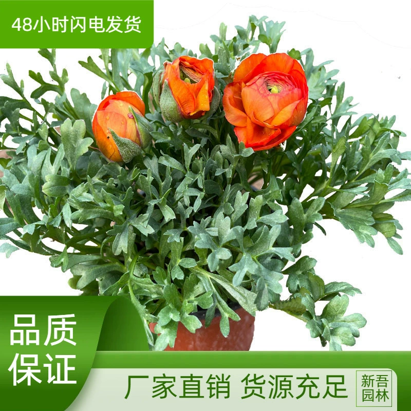 Ранункулус, пион, рассада цветов в горшках, растения для балкона и двора, легко выращиваются, просмотр цветов, длительный период цветения, цветение зимой