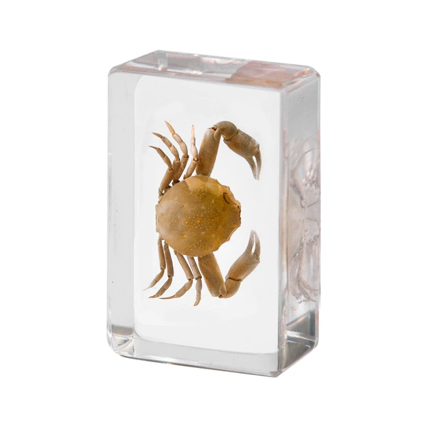 4.5CM small bean shaped boxing crab