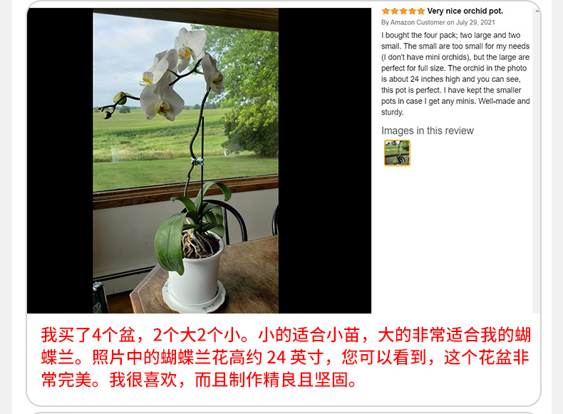 蝴蝶蘭200盆_11