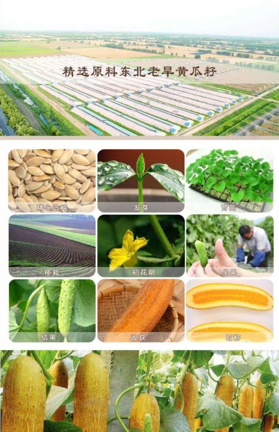 Cucumber Seed Powder Huang Gua Zi Fen 500g Jar Sugar Free Meal Replacement Breakfast Powder overview