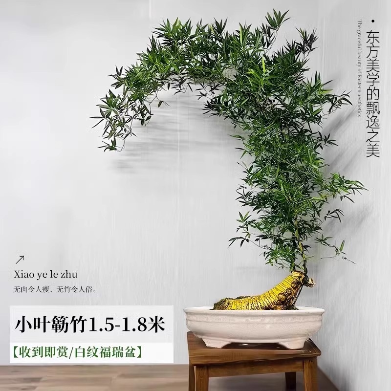 【带根老桩】A+级精品造型小叶簕竹1.5-1.8m【白纹福瑞盆】
