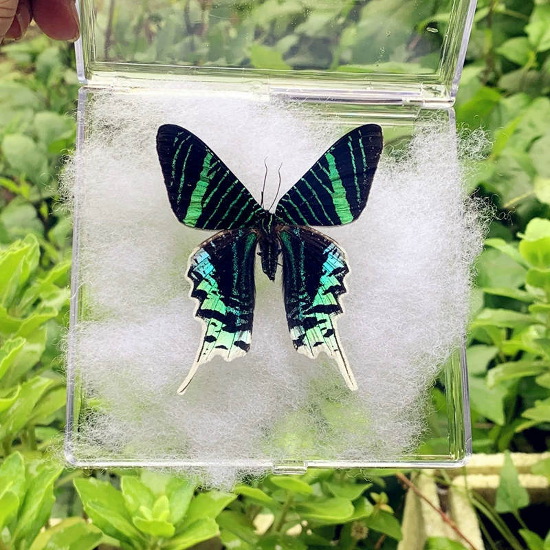 Праздничная подставка для бабочки Heaven Phoenix Butterfly Butterfly, образец настоящей бабочки с распростёртыми крыльями лунная сова пёстрый мотылёк, подарок на день рождения