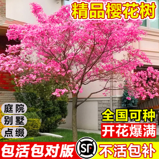 �ձ��ѻ�����G�����̴����L���仨������ֲ���ϱ�������ͥԺ�Nֲ