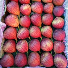 成都新鲜无花果软糯清甜老人小孩新鲜应季水果坏果包赔工业行家选