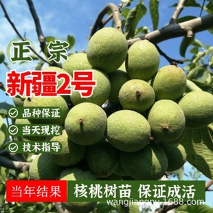 A����5̖�����tƤ���Ҙ��籡����Ƥ������޽��ϱ����Nֲ����Y��