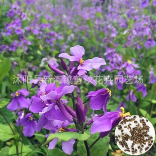 February Orchid Seeds, Zhuge Vegetable Seeds, Autumn Sowing, Easy-To-Live and Cold-Resistant Flower Seeds, Shade-Tolerant and Cold-Resistant Flower Seeds under the Courtyard Tree
