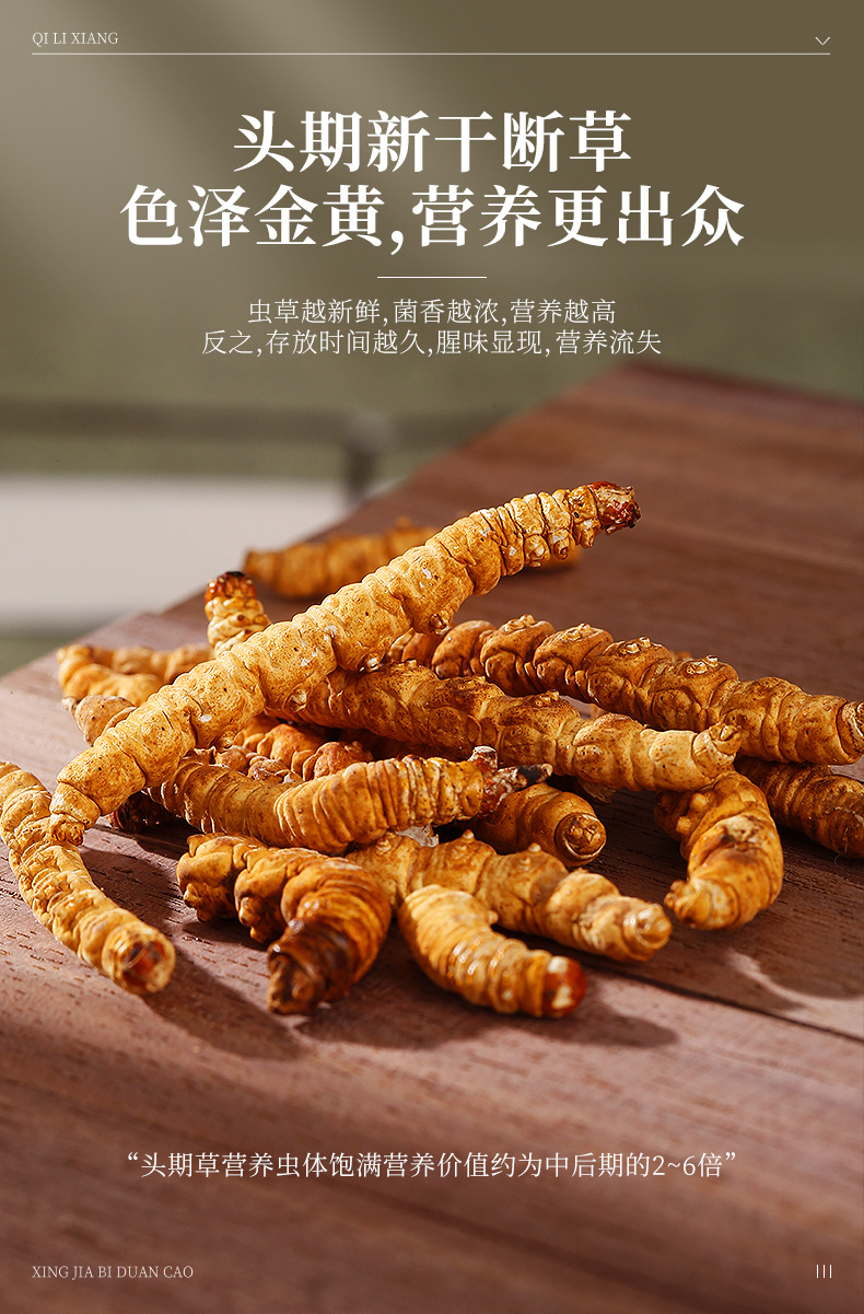 Dried Cordyceps Sinensis Broken Stems 1g Box Wild Harvested Tibetan Plateau Cordyceps for Traditional Soup and Decoction in use