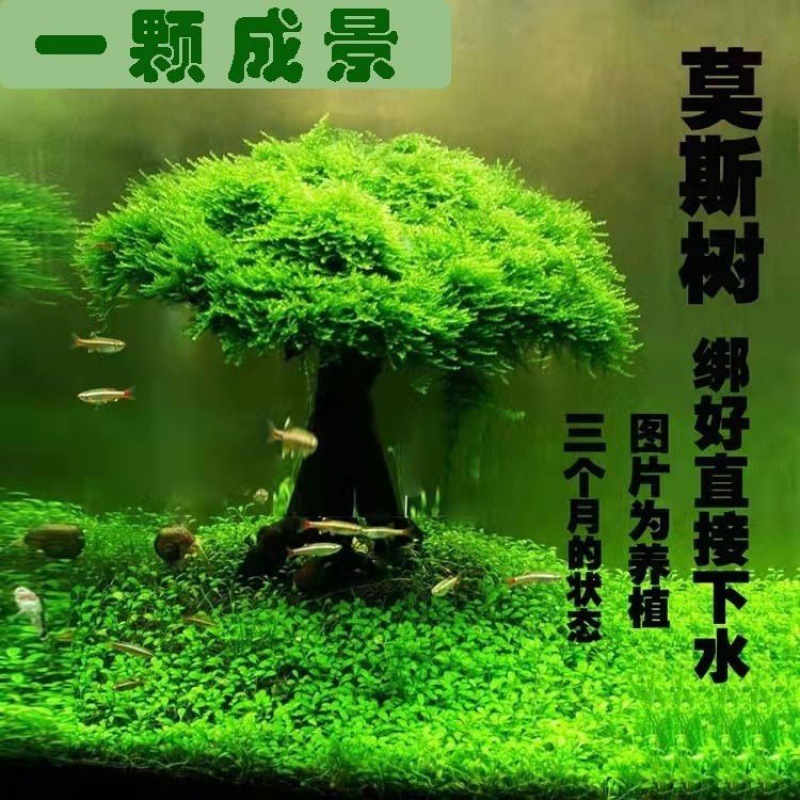 莫斯树鱼缸树真树沉木水懒人造景无需底沙大蘑菇头鱼缸造景摆件