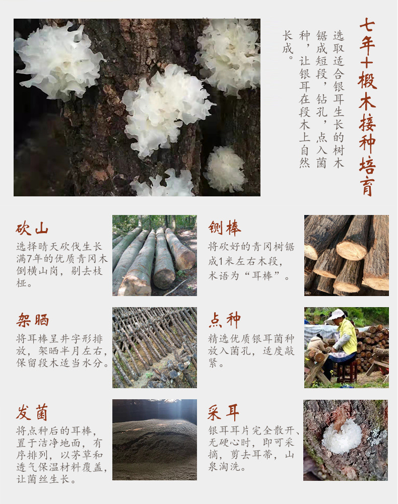 椴木银耳_04