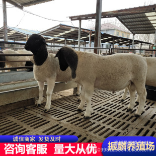 �Ų��d��ź��������3-5���g���Aĸ����Ў�������a���ʸ߰���