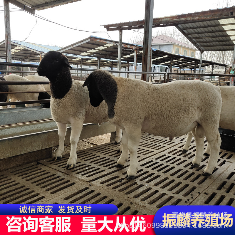 杜泊绵羊杜寒改良羊羔3-5月龄基础母羊怀孕带羔孕羊产羔率高包送