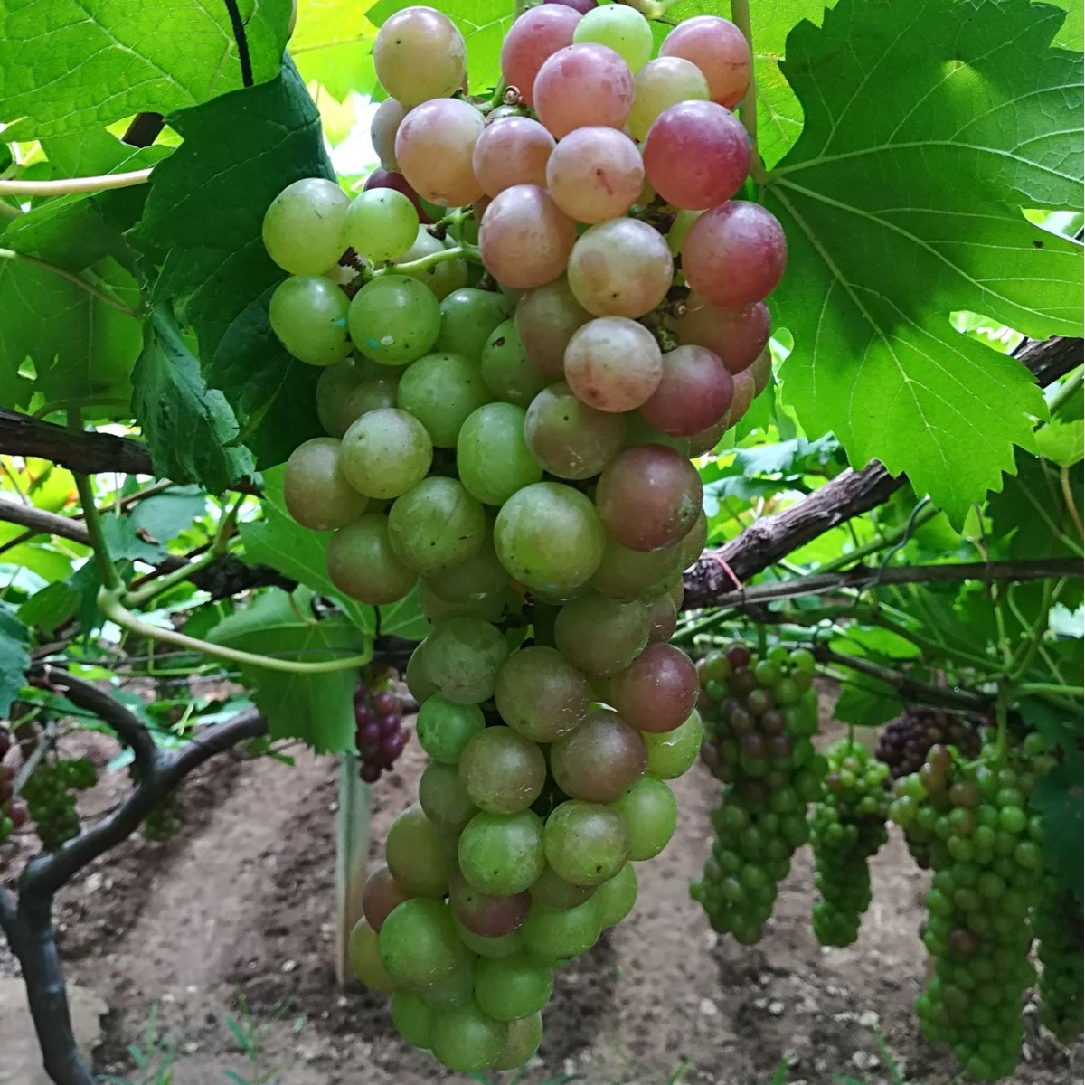 富硒矿石/富硒矿粉  Se0.02-3% 规格齐全