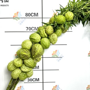 Fresh Sugar Cotton Flowers Yunnan Base Direct Batch Tang Cotton Fresh Cut Event Layout Flower Materials Wedding Wedding Niche Flower Materials