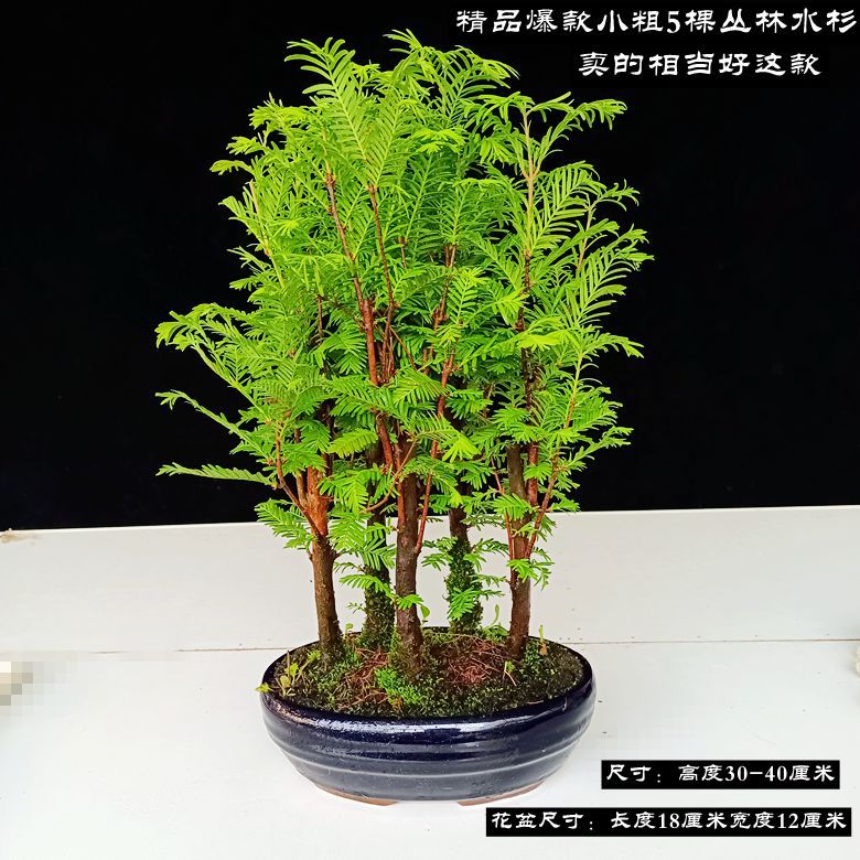 작은 두꺼운 5 정글 메타세쿼이아