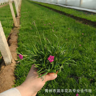 European Stonecress Seedlings with Flower Buds, Plug Seedlings for Courtyard Garden Greening, Blooming in All Seasons, Easy to Maintain