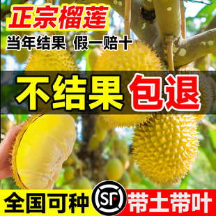 Golden Pillow Durian Tree Fruit Seedlings Are Planted in All Seasons in the North and South of Guangxi and Grafted into Musang King Large Fruit Tree Potted Plants That Bear Fruit in the Same Year