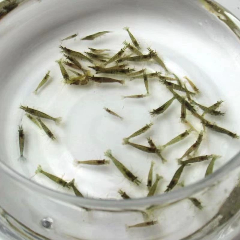 Черная ракушка, удаление водорослей, корм для креветок, пакет, пресноводный аквариум для декоративных креветок, чистка аквариума, ландшафтный дизайн, инструмент для удаления водорослей, прямые продажи креветок