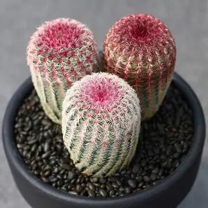 �t̫��������_������ֲ��������ƿ����ֺ��B������С���Ի���